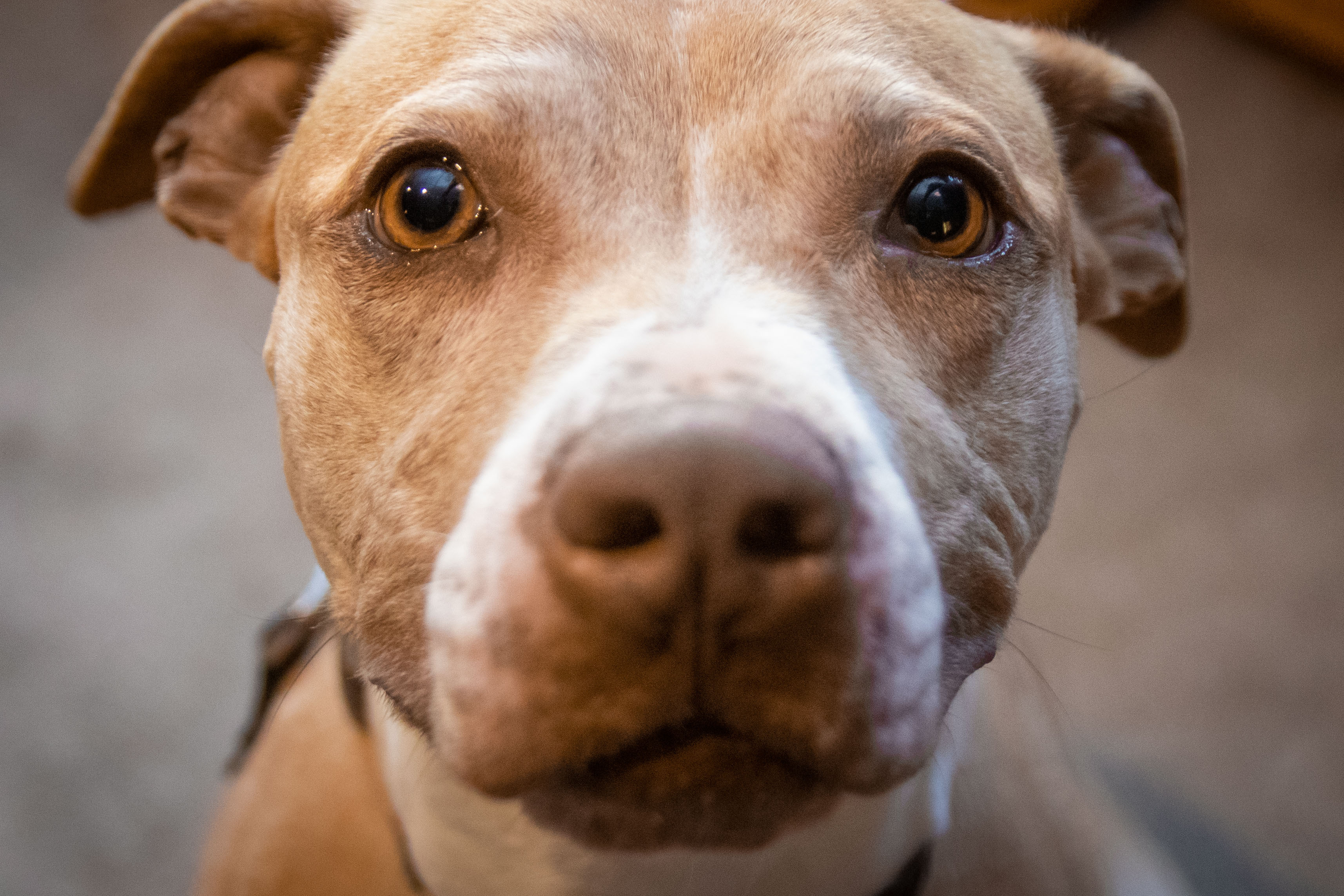 Amelia the wonderful Tripod! (With Video!), an adoptable Pit Bull Terrier, American Staffordshire Terrier in Milwaukee, WI, 53218 | Photo Image 3