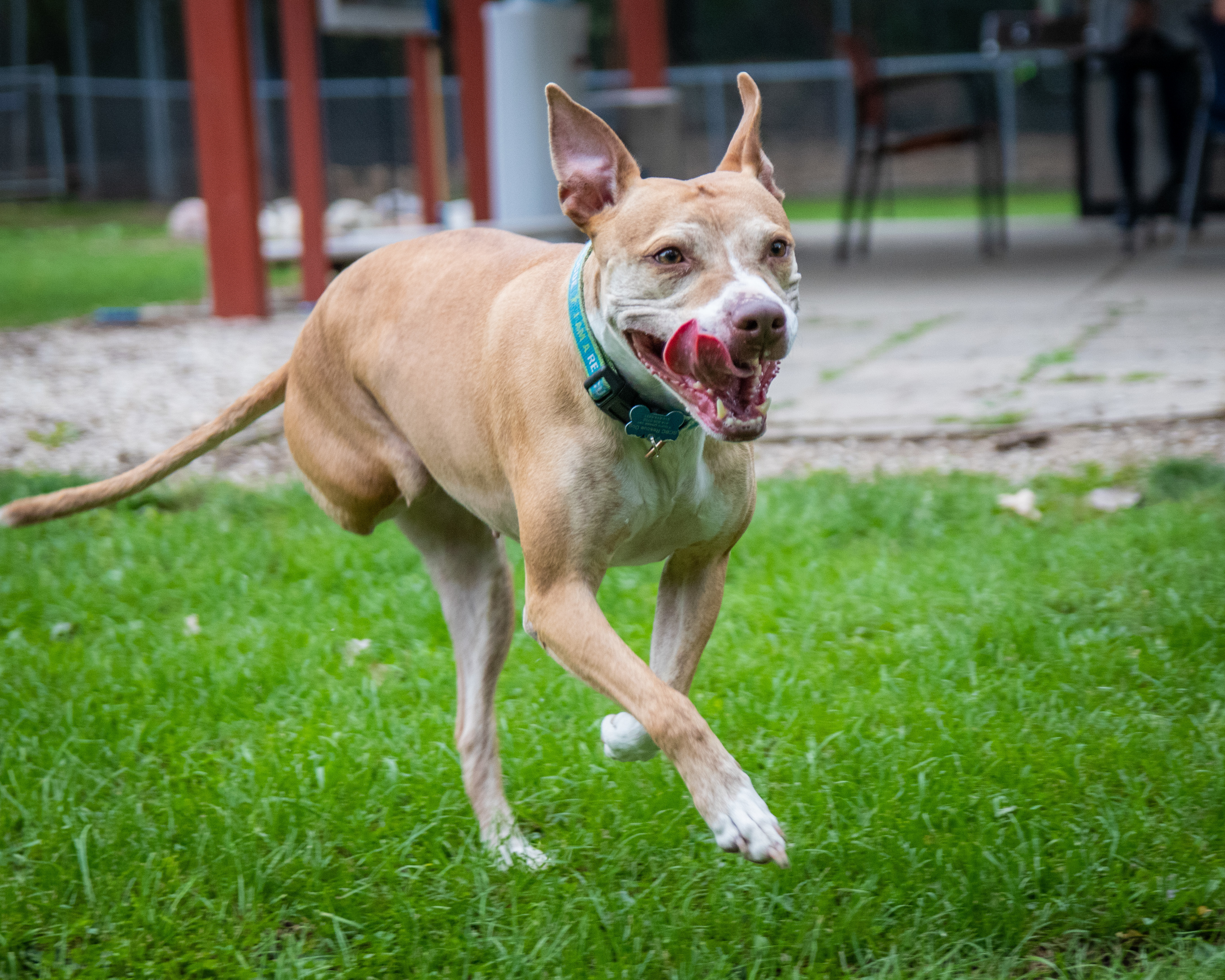 Amelia the wonderful Tripod! (With Video!), an adoptable Pit Bull Terrier, American Staffordshire Terrier in Milwaukee, WI, 53218 | Photo Image 1