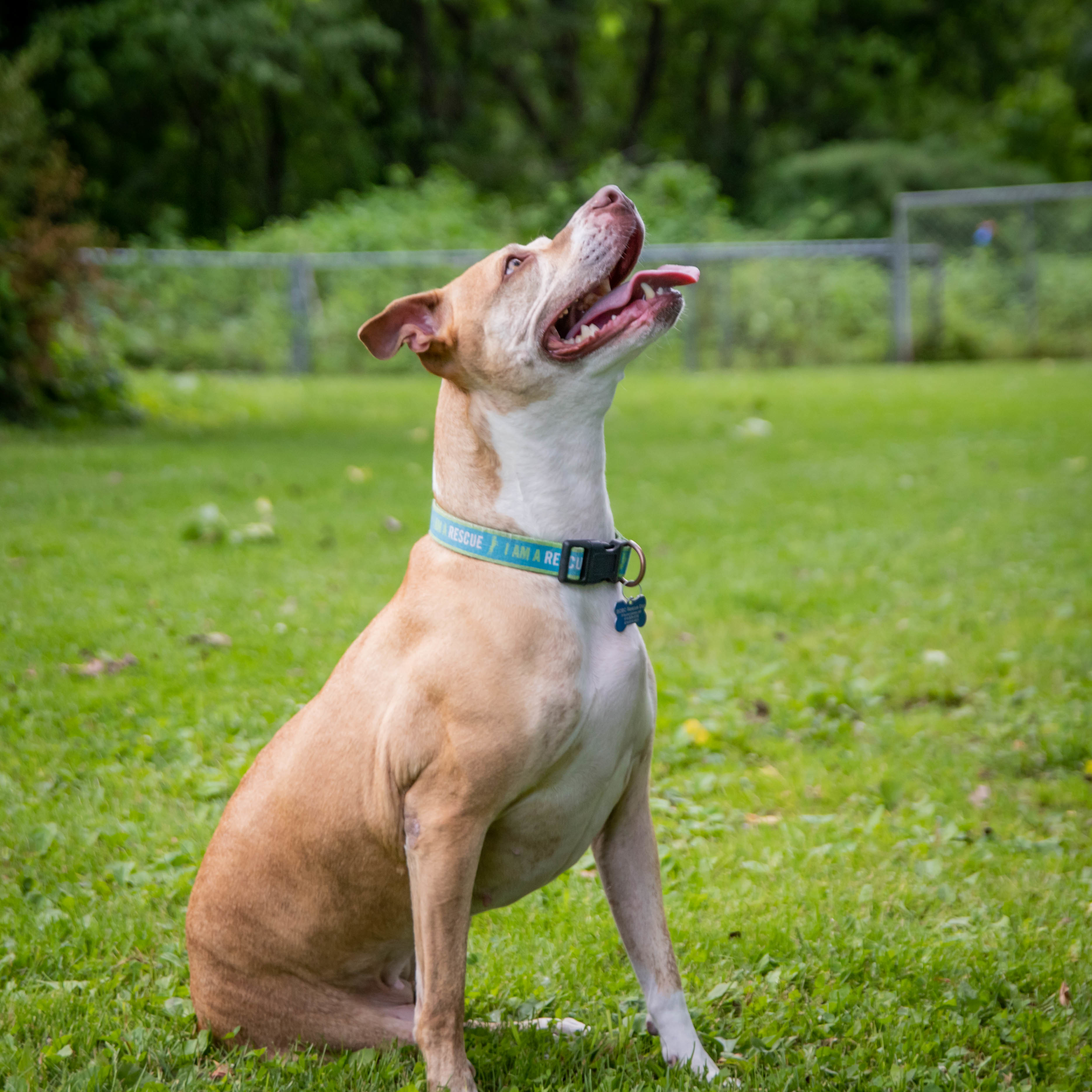 Amelia the wonderful Tripod! (With Video!), an adoptable Pit Bull Terrier, American Staffordshire Terrier in Milwaukee, WI, 53218 | Photo Image 4