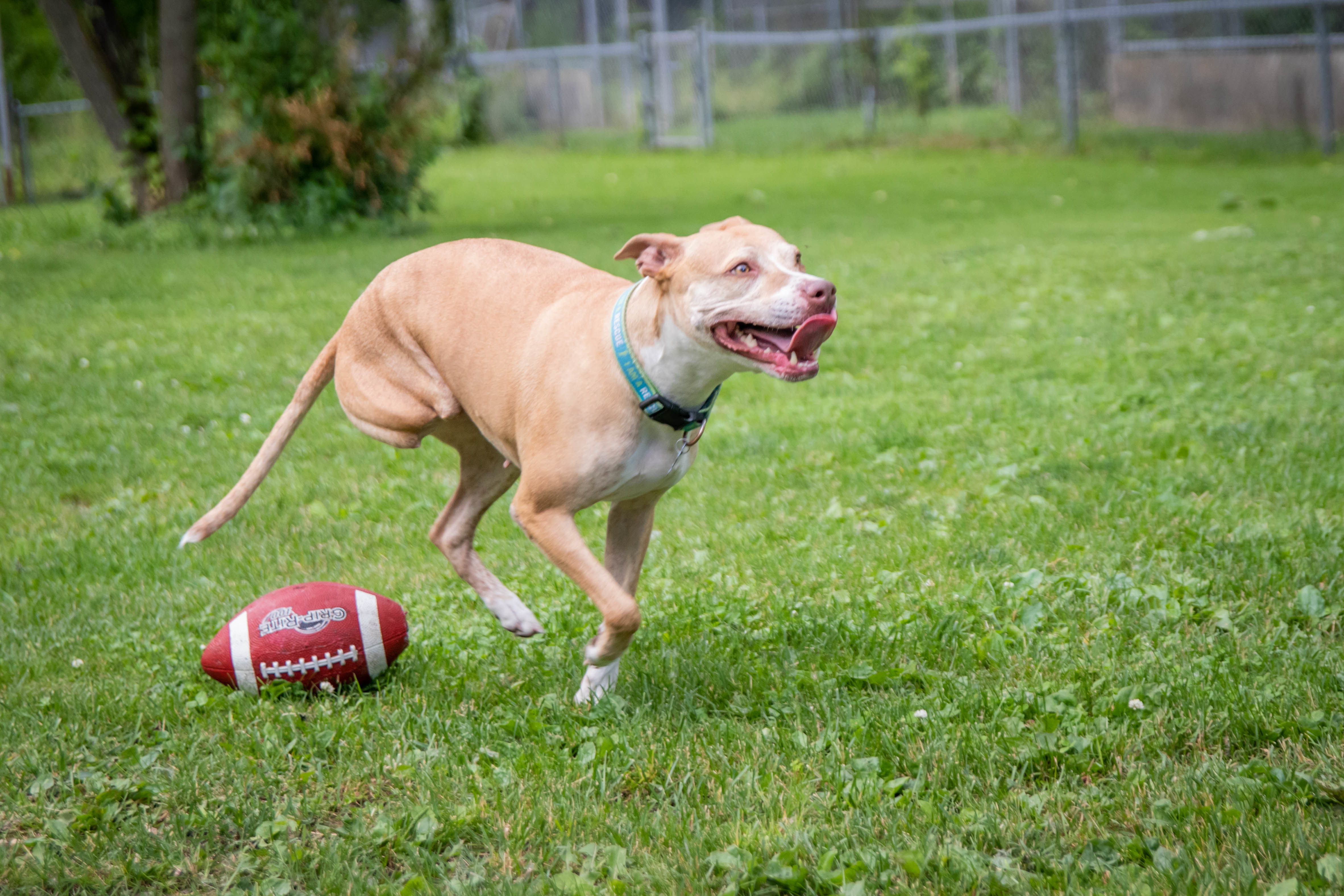 Amelia the wonderful Tripod! (With Video!), an adoptable Pit Bull Terrier, American Staffordshire Terrier in Milwaukee, WI, 53218 | Photo Image 5