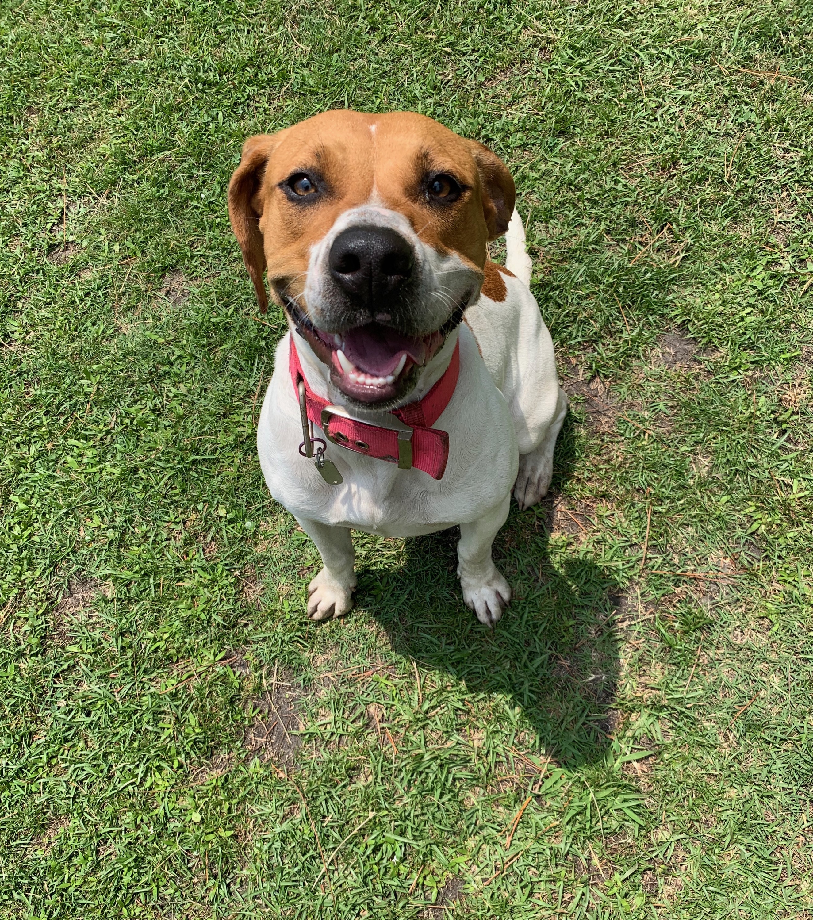 Chica, an adoptable Beagle, Pit Bull Terrier in Newport, NC, 28570 | Photo Image 2