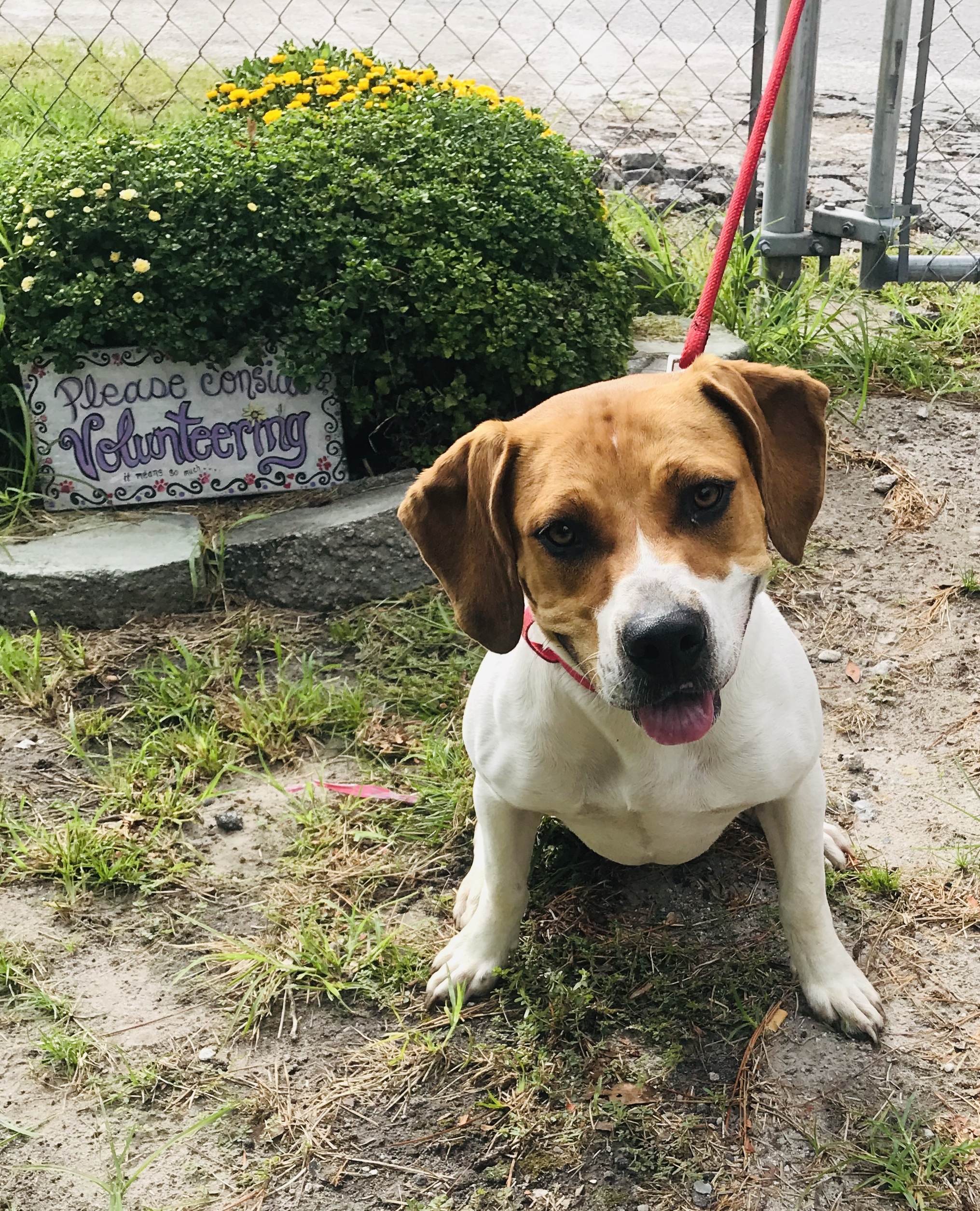 Chica, an adoptable Beagle, Pit Bull Terrier in Newport, NC, 28570 | Photo Image 3