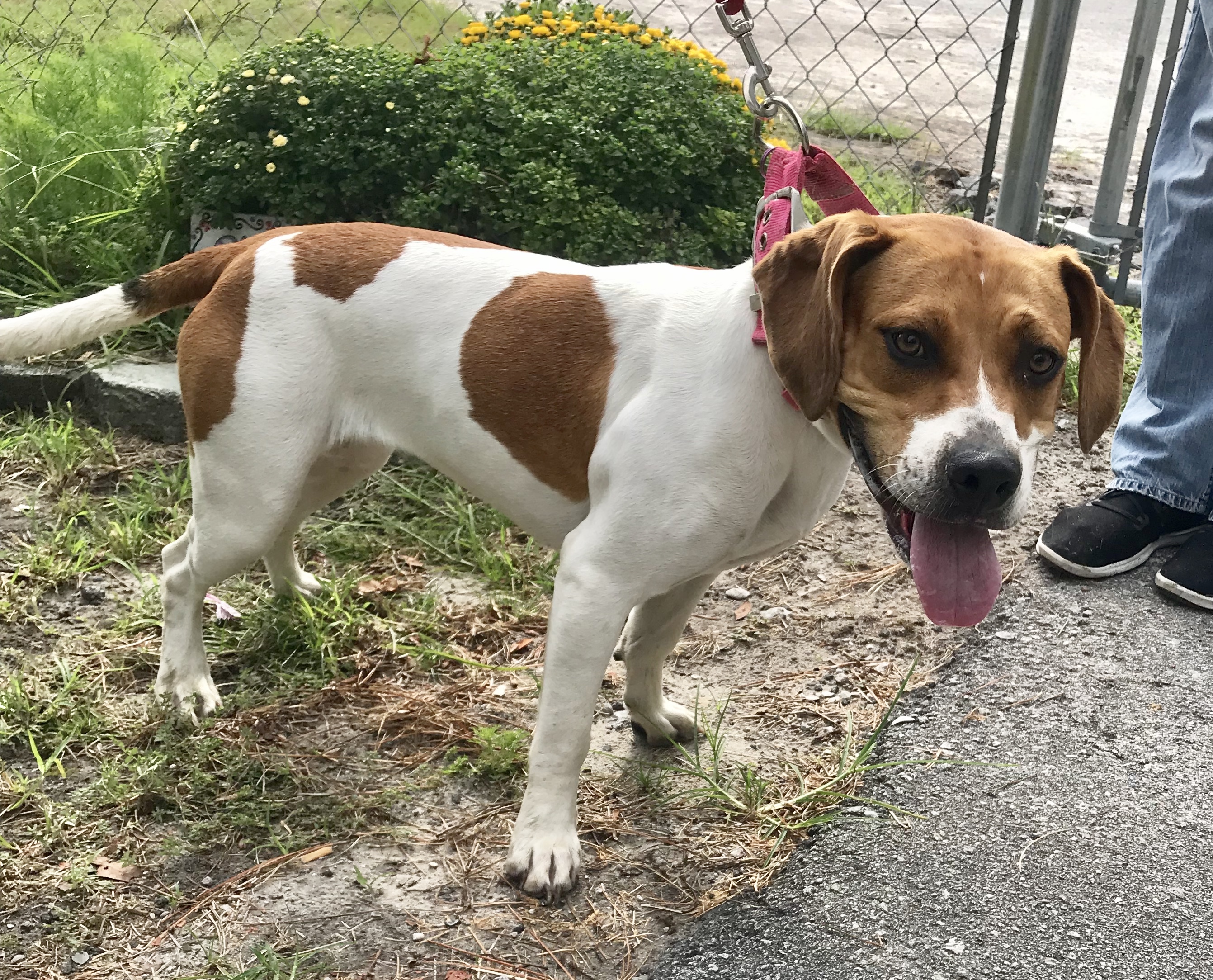 Chica, an adoptable Beagle, Pit Bull Terrier in Newport, NC, 28570 | Photo Image 4