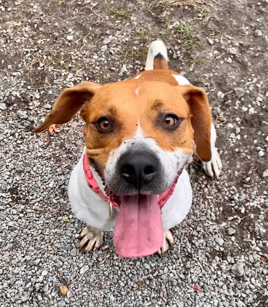 Chica, an adoptable Beagle, Pit Bull Terrier in Newport, NC, 28570 | Photo Image 1
