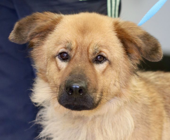 SUNNI, an adopted Chow Chow & Shepherd Mix in Wilmington, OH_image-1