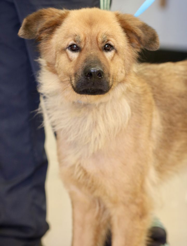 SUNNI, an adopted Chow Chow & Shepherd Mix in Wilmington, OH_image-2