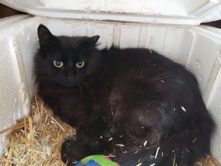 Mika (Barn cat) 1