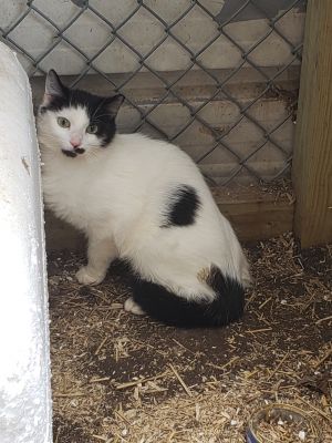 Nadiya (Barn cat)