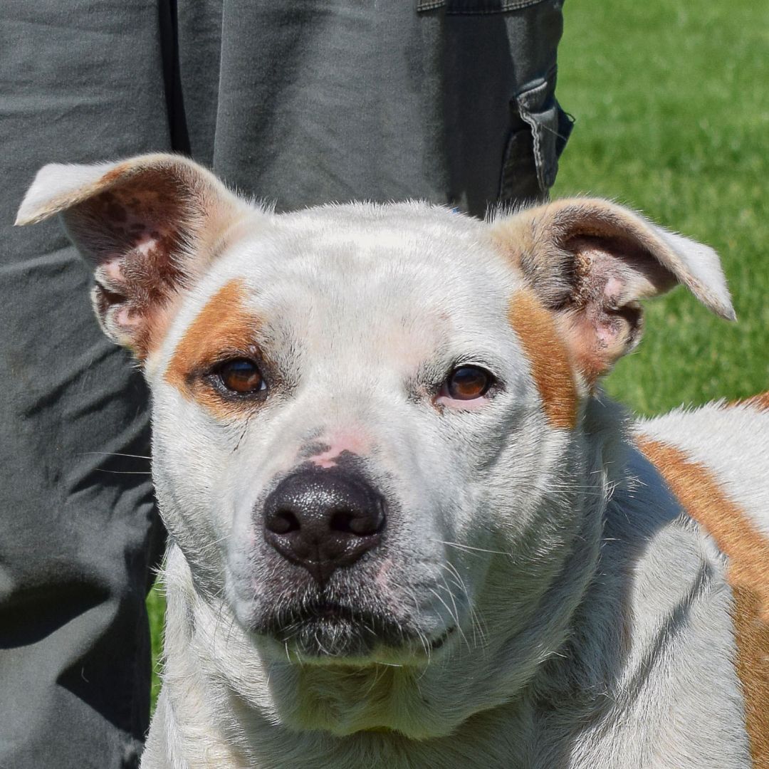 Lenny, an adoptable American Staffordshire Terrier, American Bulldog in Huntley, IL, 60142 | Photo Image 1