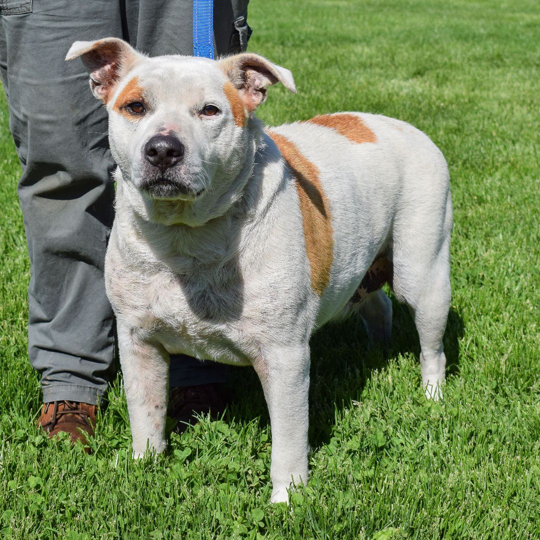 Lenny, an adoptable American Staffordshire Terrier, American Bulldog in Huntley, IL, 60142 | Photo Image 2