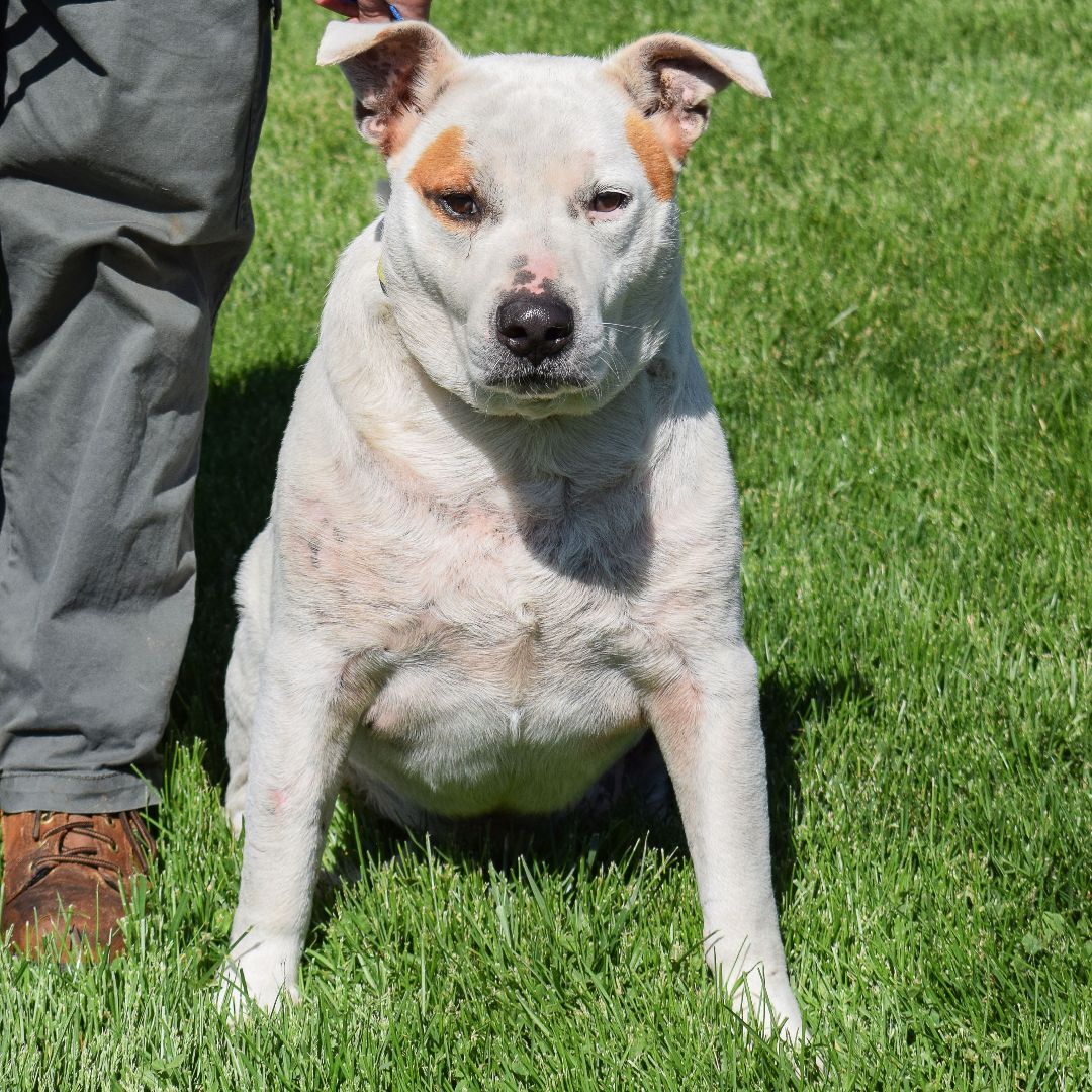 Lenny, an adoptable American Staffordshire Terrier, American Bulldog in Huntley, IL, 60142 | Photo Image 3