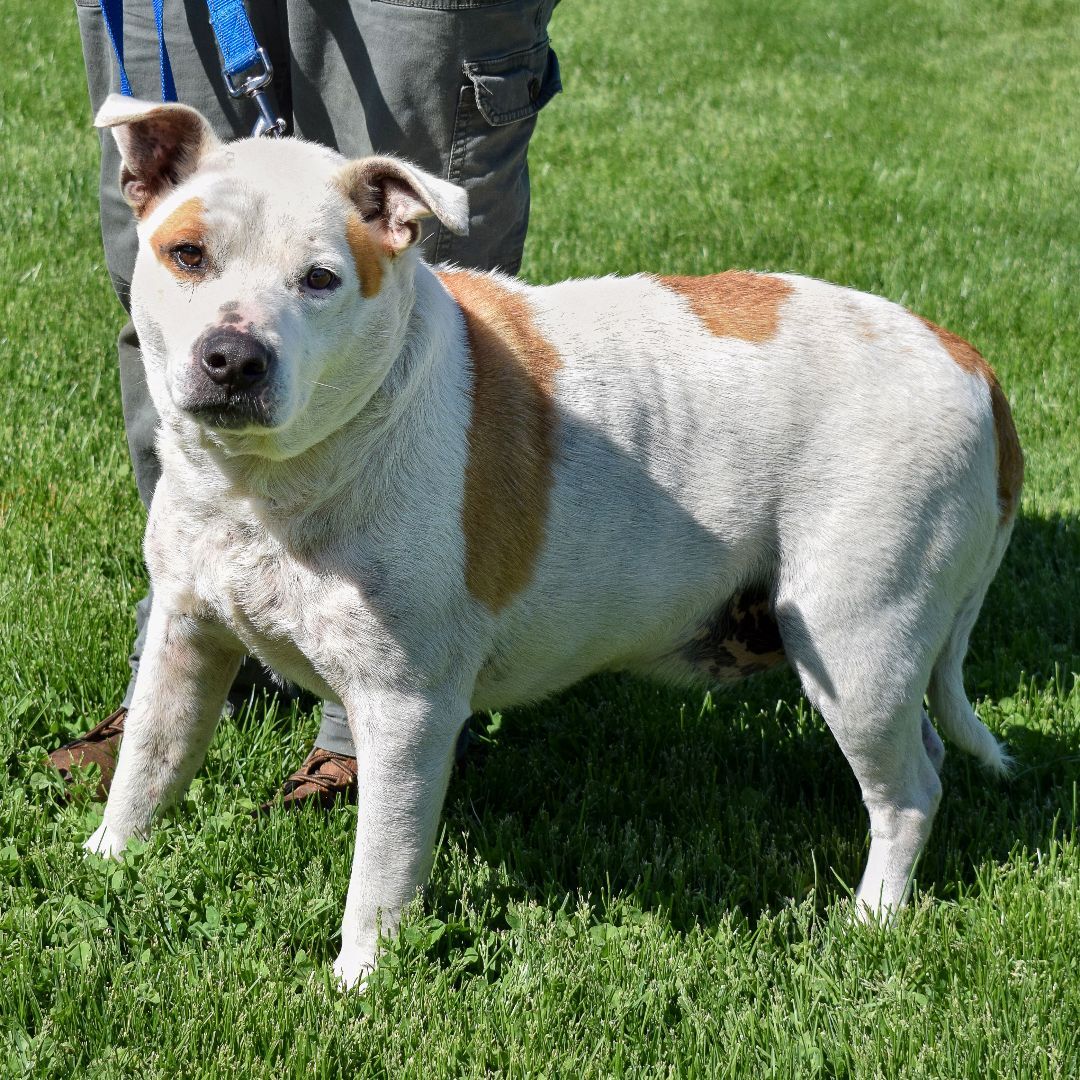 Lenny, an adoptable American Staffordshire Terrier, American Bulldog in Huntley, IL, 60142 | Photo Image 5