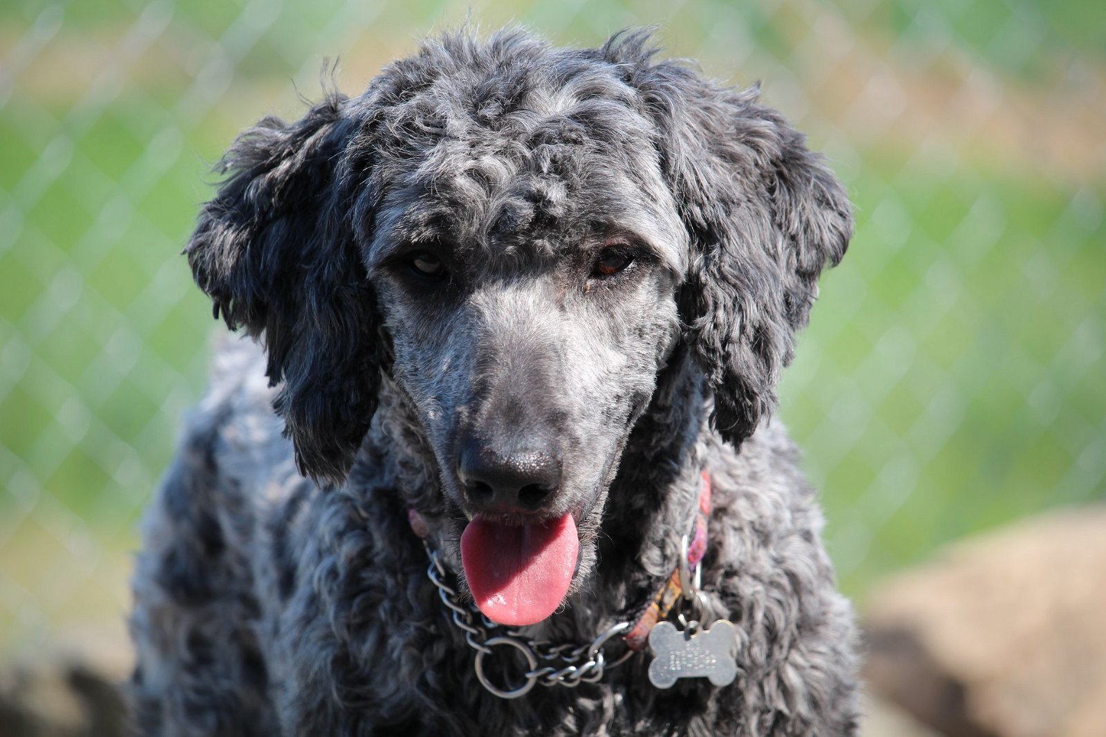 Dog For Adoption Valen A Standard Poodle Old English Sheepdog Mix In Courtice On Petfinder