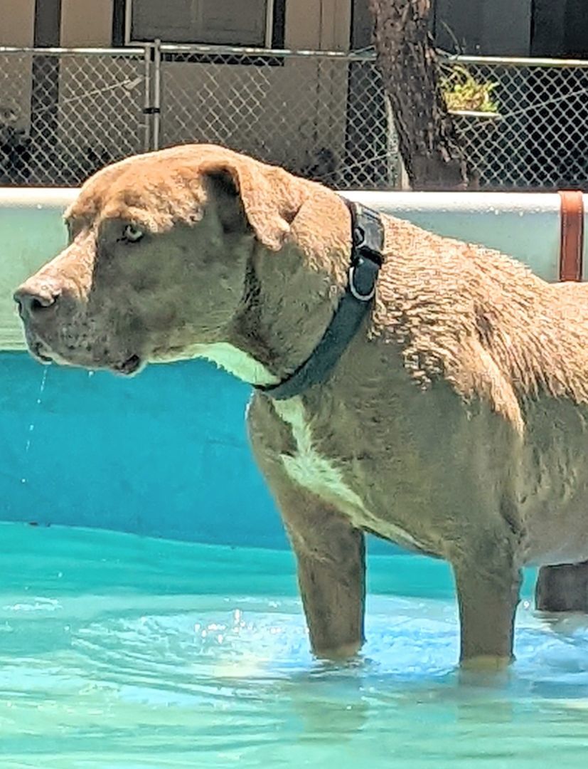 Max, an adoptable American Staffordshire Terrier, Labrador Retriever in Hesperia, CA, 92345 | Photo Image 2