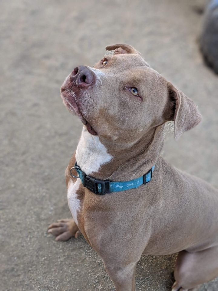 Vizsla staffordshire terrier store mix