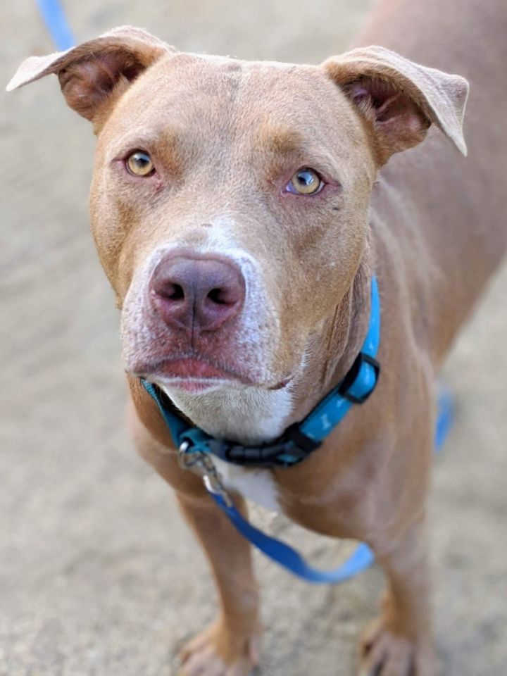 Vizsla staffordshire terrier store mix