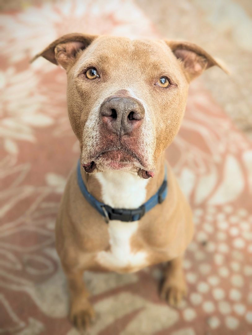 Max, an adoptable American Staffordshire Terrier, Labrador Retriever in Hesperia, CA, 92345 | Photo Image 1