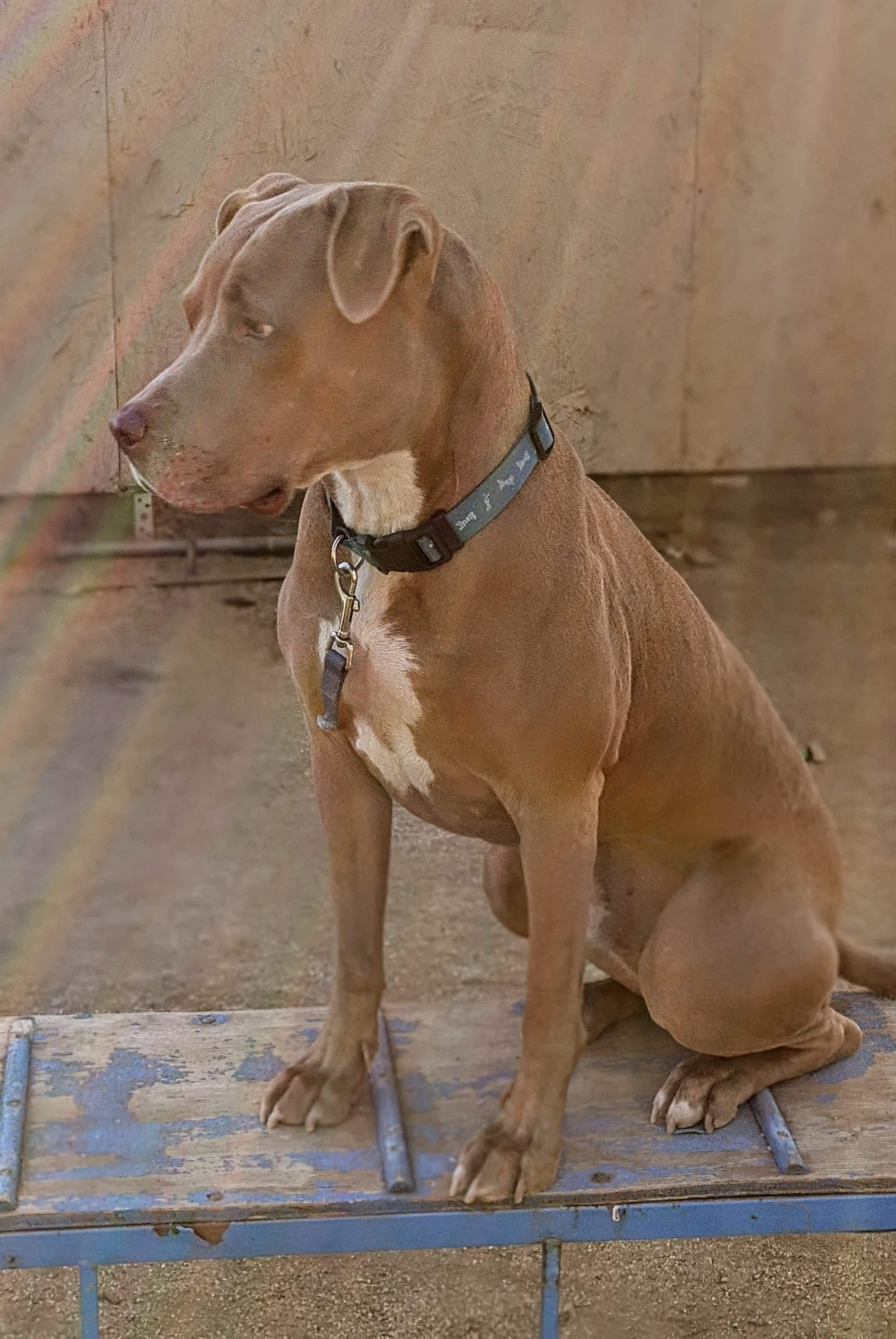 Max, an adoptable American Staffordshire Terrier, Labrador Retriever in Hesperia, CA, 92345 | Photo Image 5