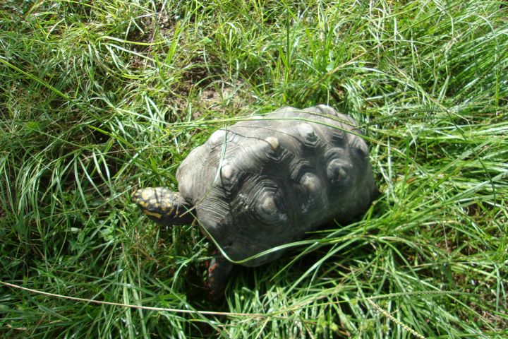 Tortoise For Adoption Red Footed Tortoises 2 A Red Foot In
