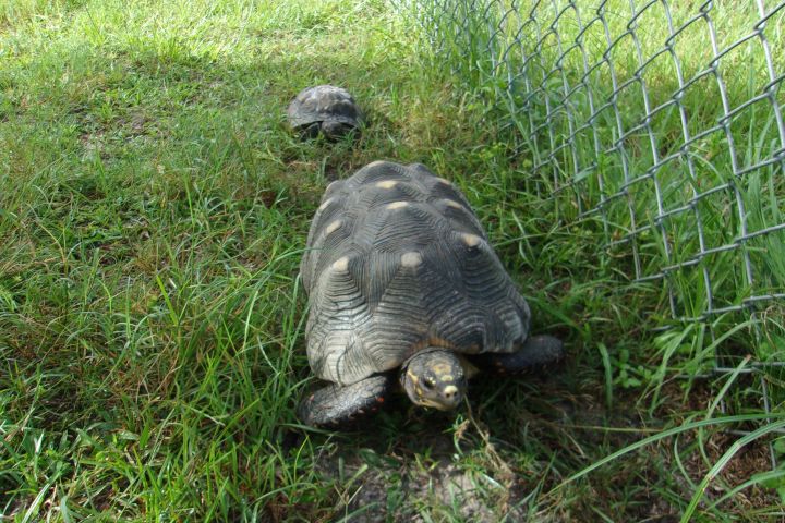 Tortoise For Adoption Red Footed Tortoises 2 A Red Foot In