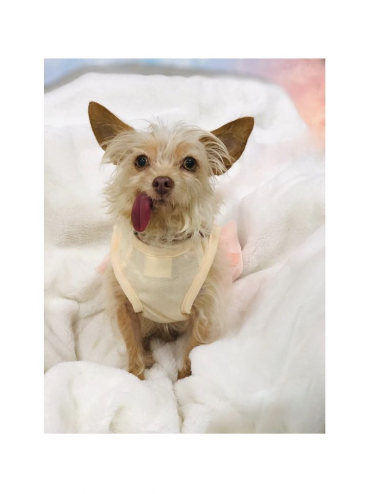 Dog For Adoption Sophie A Chinese Crested Dog Mix In Detroit
