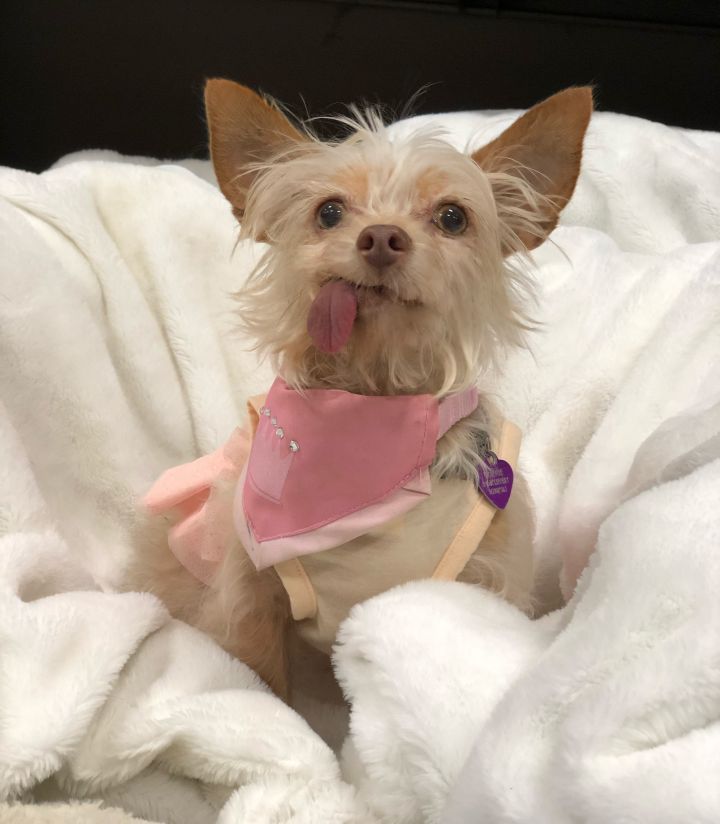 Dog For Adoption Sophie A Chinese Crested Dog Mix In Detroit