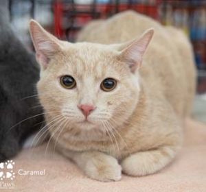 Cat For Adoption Caramel A Domestic Short Hair In Merrifield