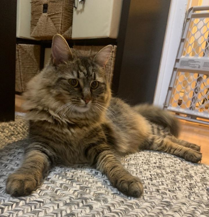 Cat For Adoption Angel A Domestic Medium Hair Maine Coon Mix In Fairfield Ct Petfinder