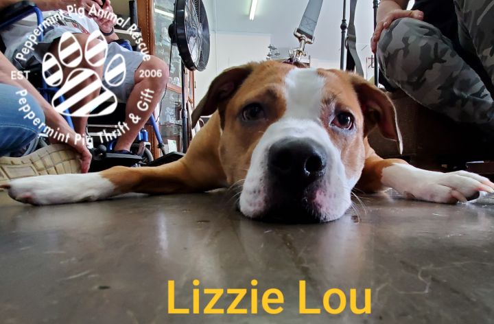 Lizzie Lou 2