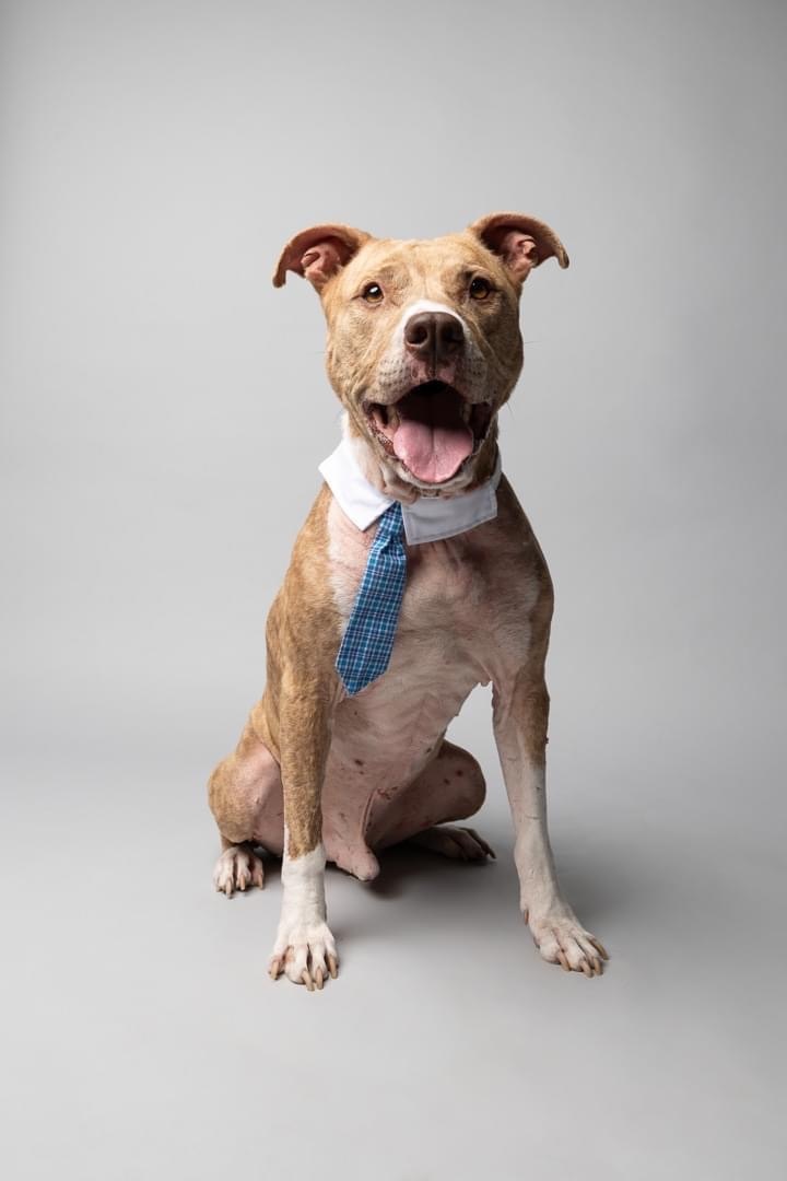 Perseus, an adoptable Terrier, Pit Bull Terrier in Cleveland, OH, 44102 | Photo Image 6