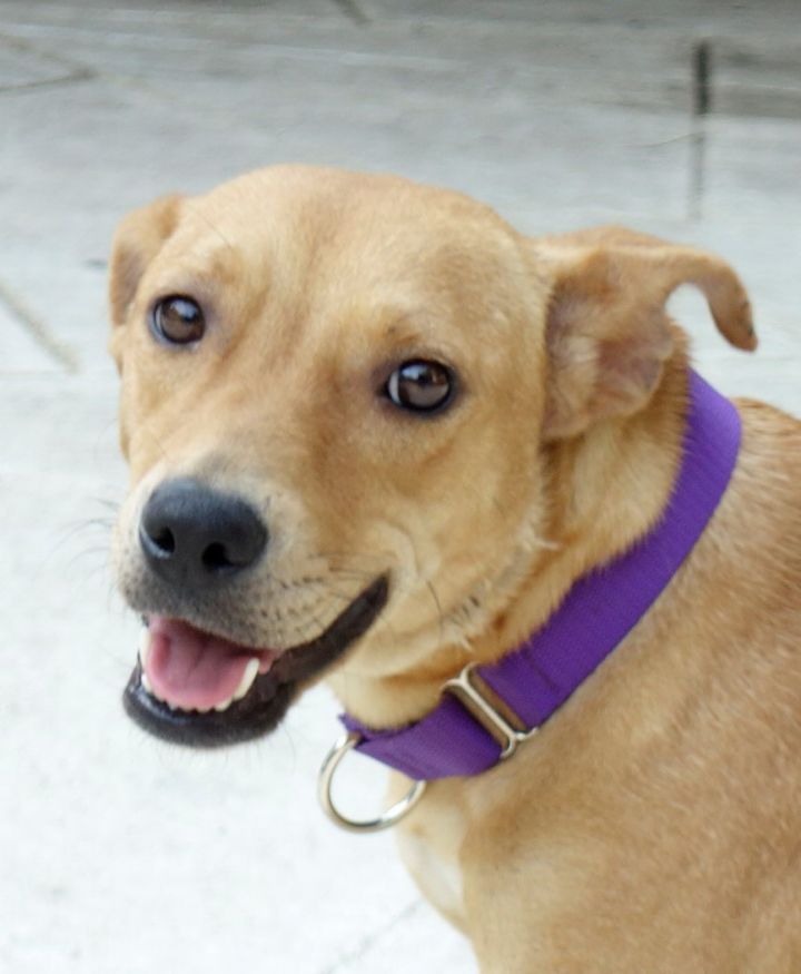 Dog For Adoption Cara Heart Of Gold A Labrador