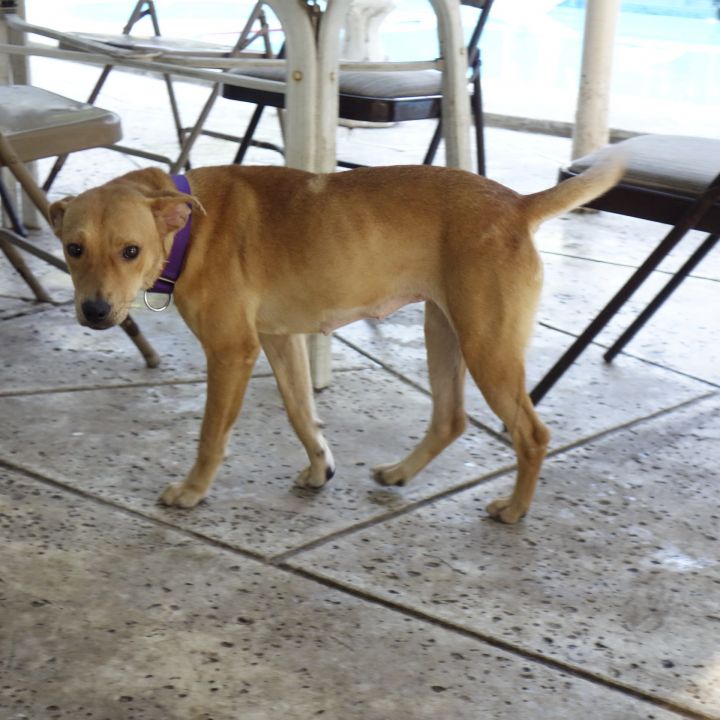 Dog For Adoption Cara Heart Of Gold A Labrador