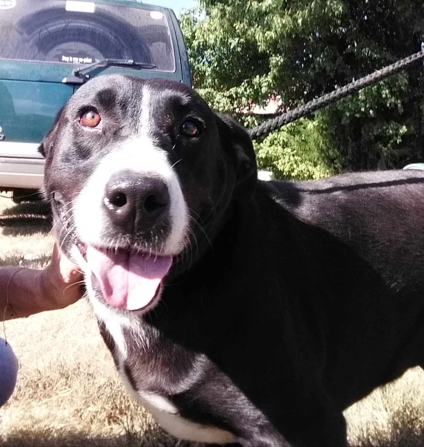 Maude, an adoptable Black Labrador Retriever in Greenfield, TN, 38230 | Photo Image 4