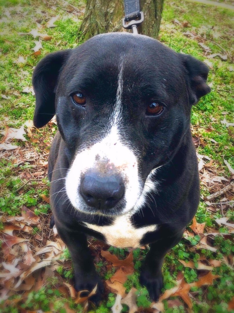 Maude, an adoptable Black Labrador Retriever in Greenfield, TN, 38230 | Photo Image 5