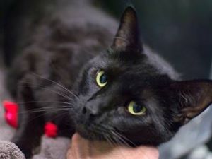 . Admiral Nelson of the Bombay Black Cat Navy .