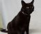 . Admiral Nelson of the Bombay Black Cat Navy .