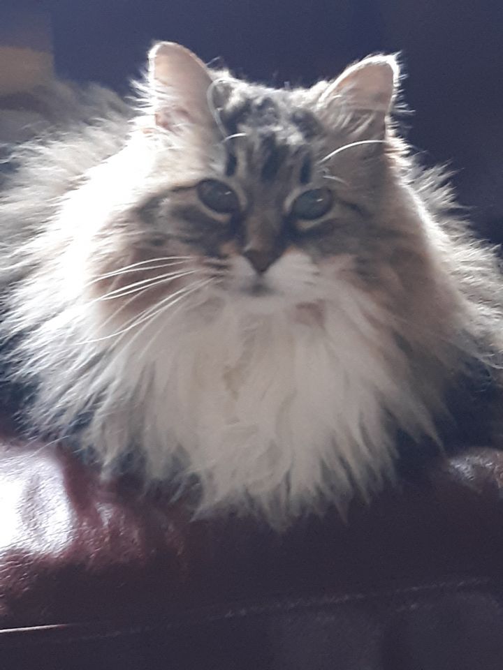 Cat For Adoption Angel A Maine Coon Domestic Long Hair