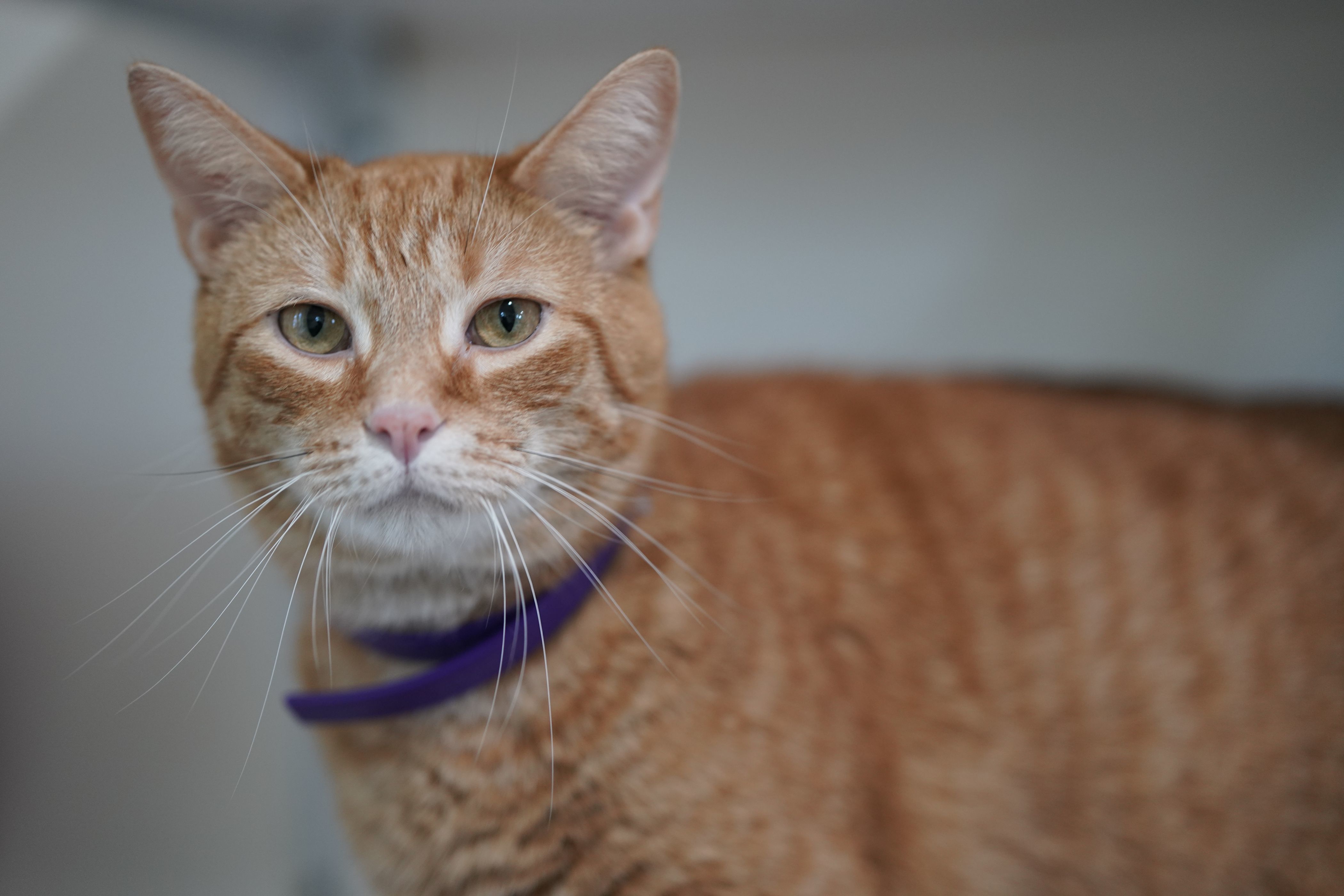 Mosley, an adoptable Domestic Short Hair in Ashland, OH, 44805 | Photo Image 2