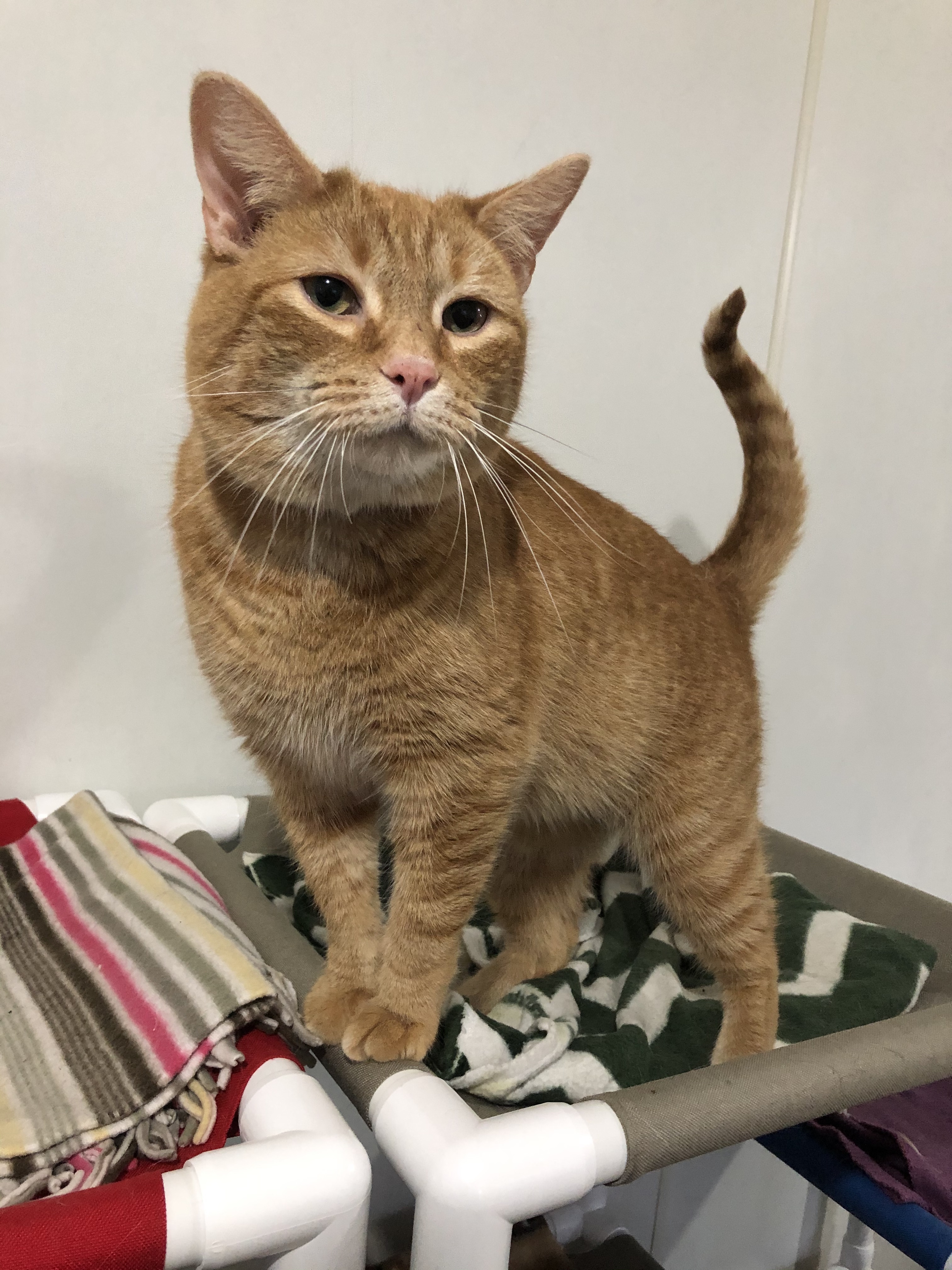 Mosley, an adoptable Domestic Short Hair in Ashland, OH, 44805 | Photo Image 1