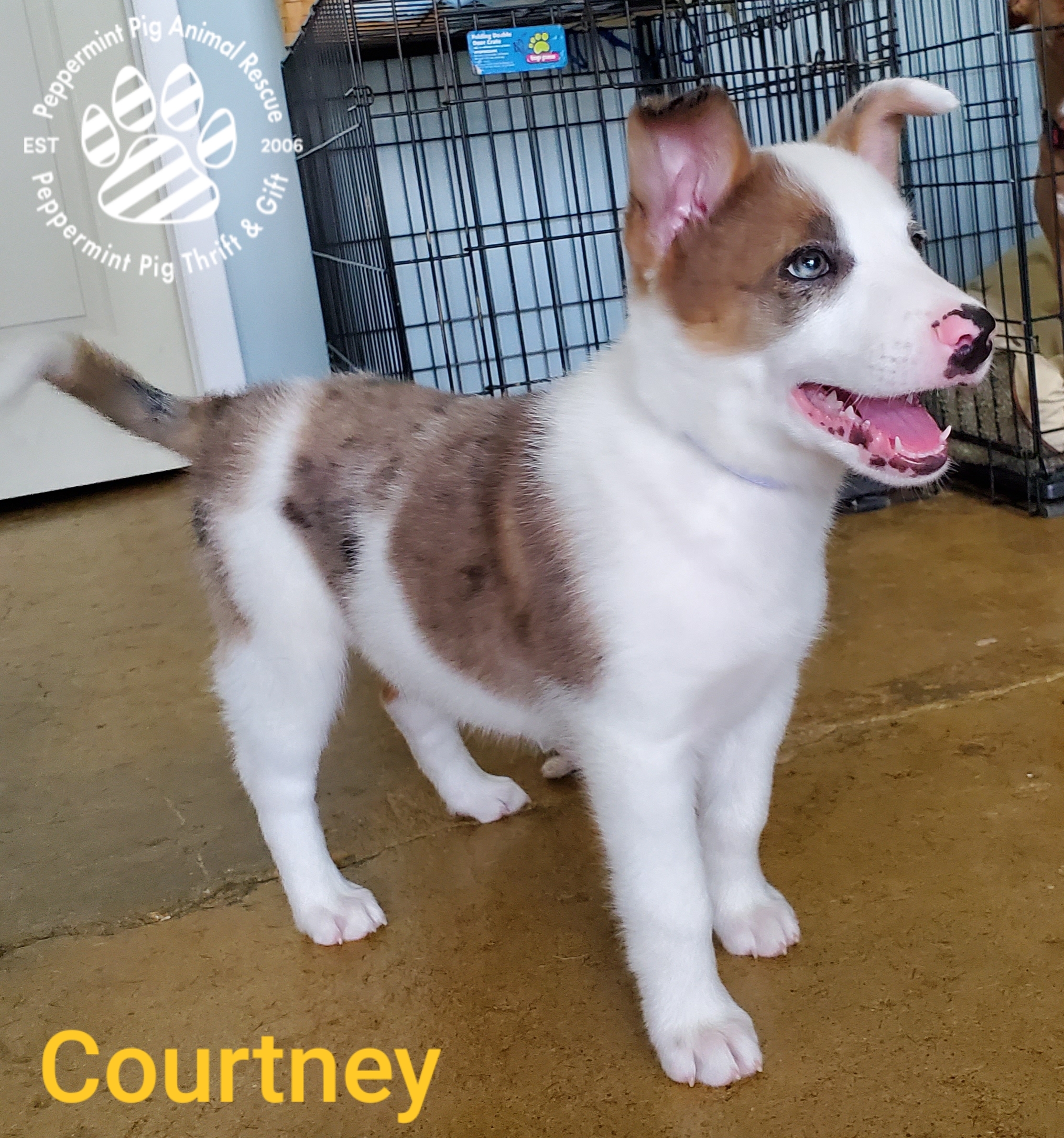 Courtney Adoption Pending detail page