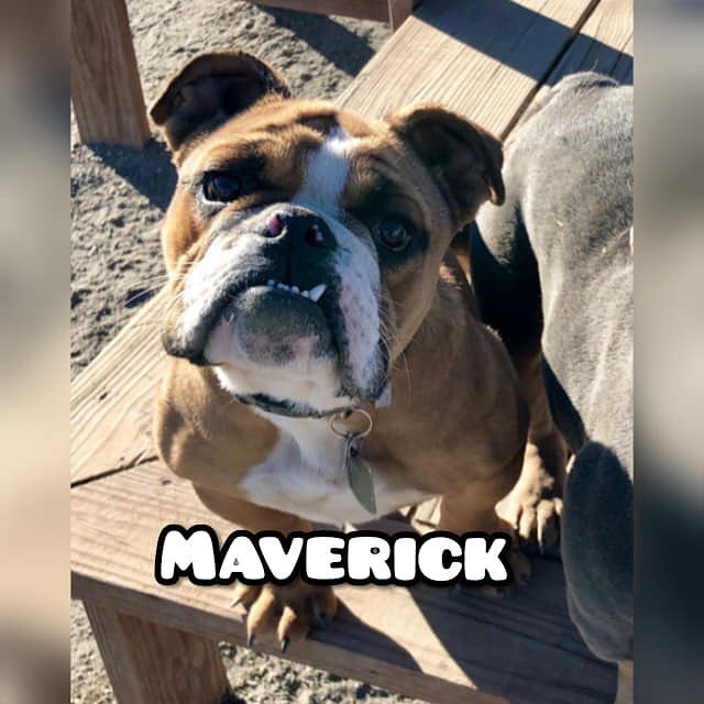Maverick *special needs*