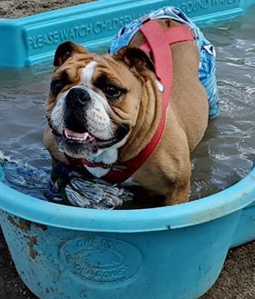 Maverick *special needs*, an adoptable English Bulldog in Westminster, CO, 80035 | Photo Image 2