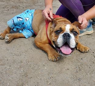 Maverick *special needs*, an adoptable English Bulldog in Westminster, CO, 80035 | Photo Image 4