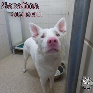 Serafina