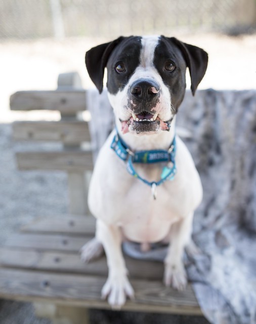 Bezique, an adopted American Bulldog & Pointer Mix in Cincinnati, OH_image-2