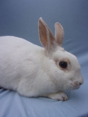 Fiona/Snow White Rhinelander Rabbit | Pets | Santa Barbara CA