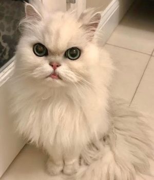 . Coco .