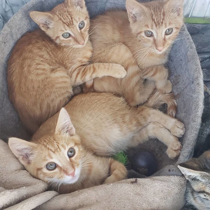 Cat For Adoption Orange Tabby An American Shorthair In Newhall