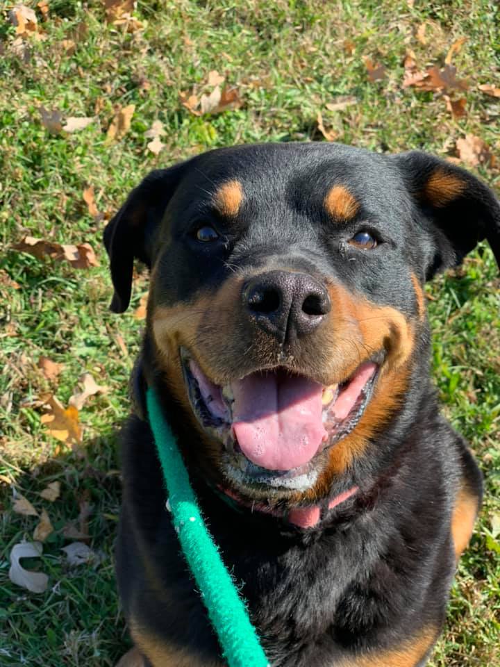 Nori, an adoptable Rottweiler in Lake Odessa, MI