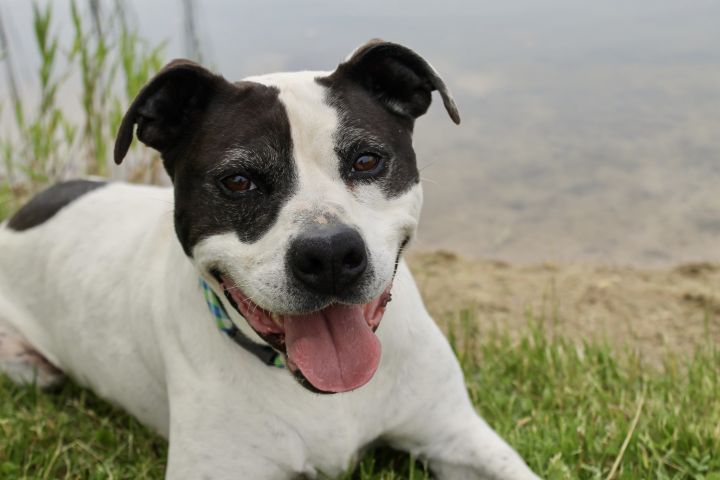 Ace, an adoptable Terrier Mix in Lake Odessa, MI